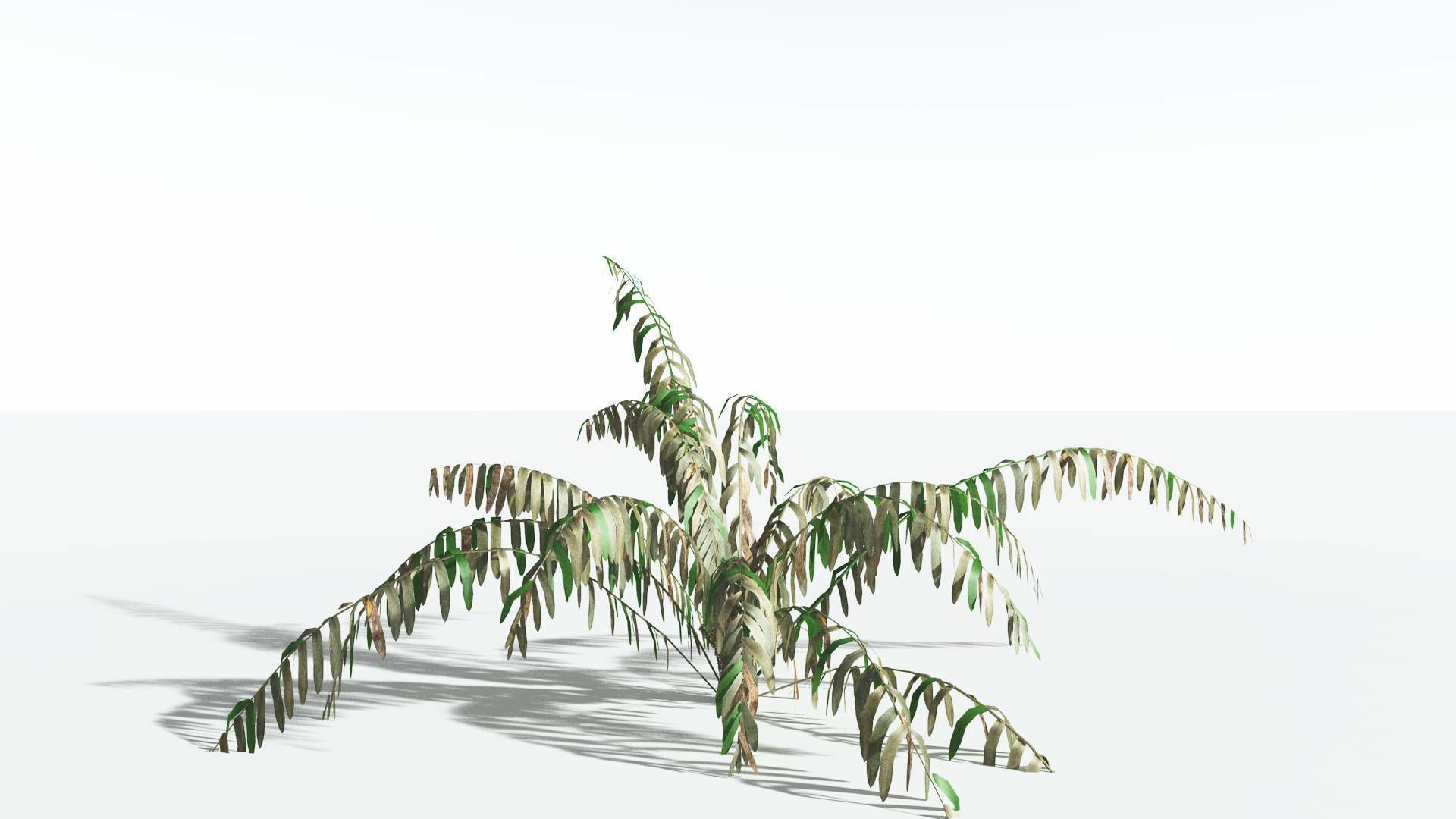 EVERYPlant Seashore Palm LowPoly 2 --12 Models-- Low-poly 3D model_10