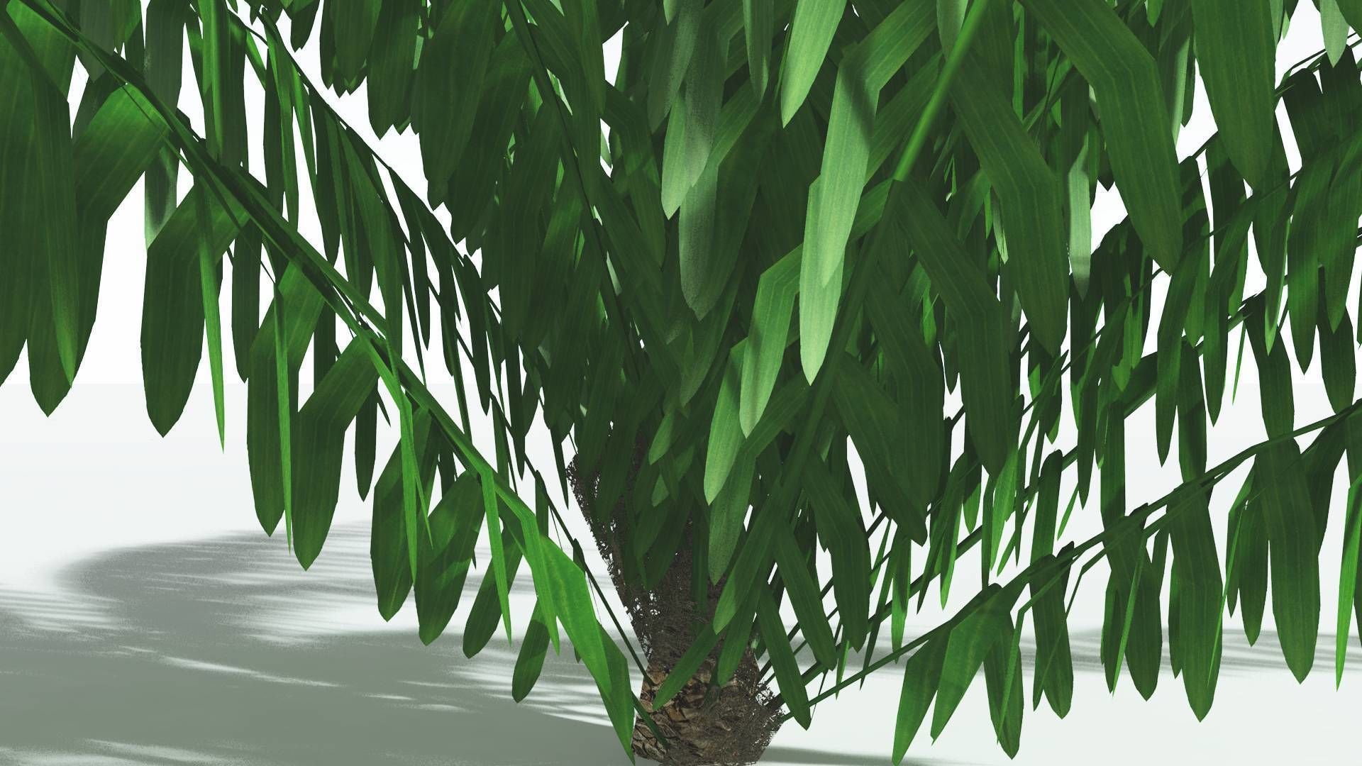 EVERYPlant Seashore Palm LowPoly 2 --12 Models-- Low-poly 3D model_7