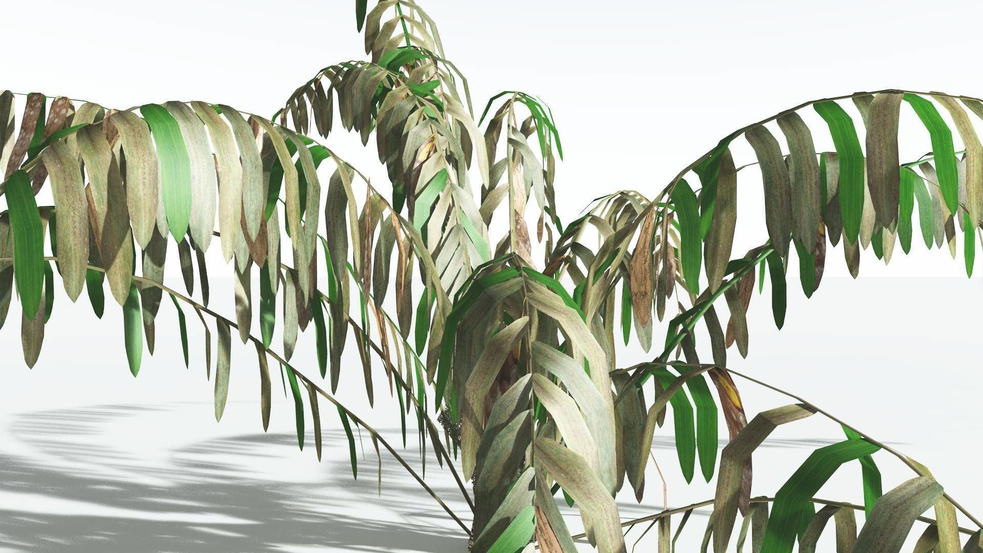 EVERYPlant Seashore Palm LowPoly 2 --12 Models-- Low-poly 3D model_11