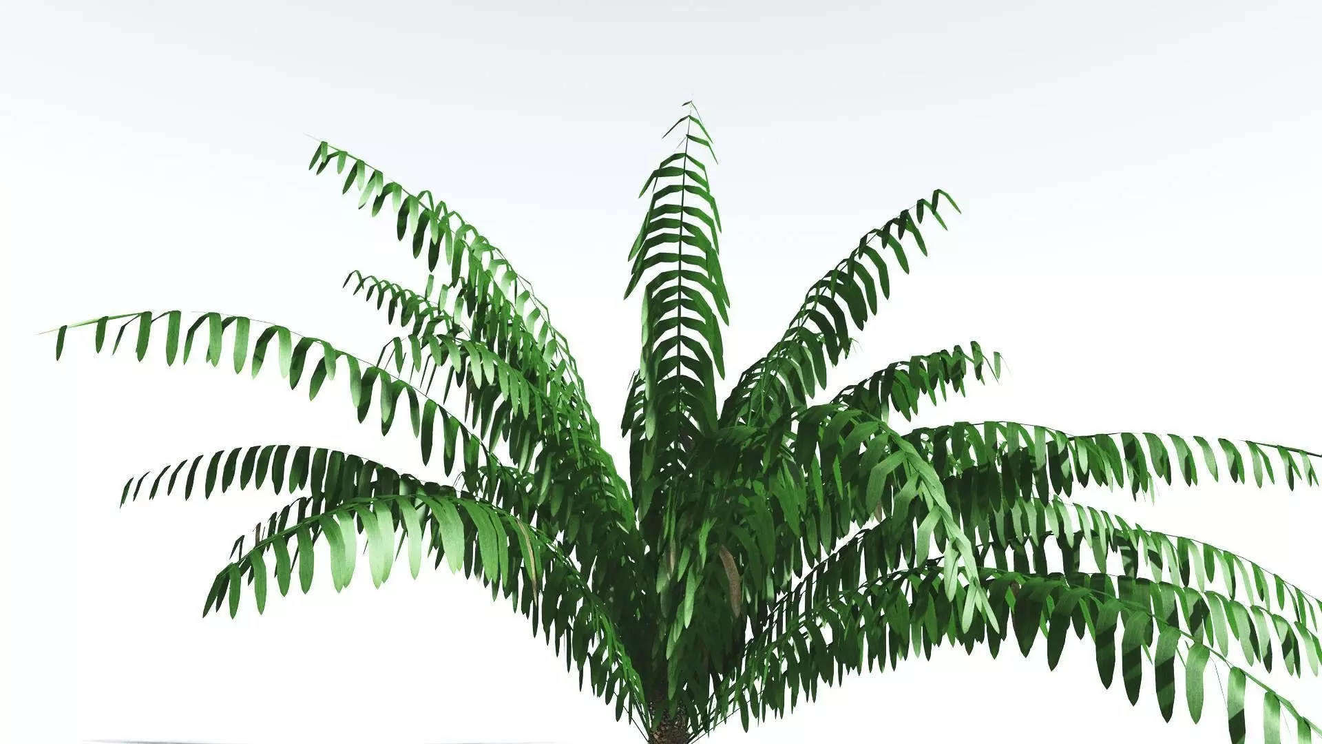 EVERYPlant Seashore Palm LowPoly 2 --12 Models-- Low-poly 3D model_0
