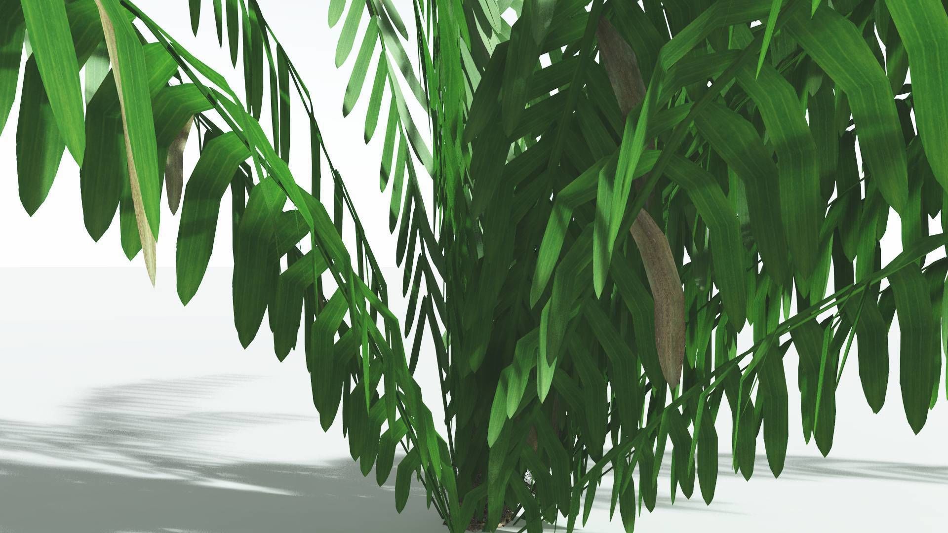 EVERYPlant Seashore Palm LowPoly 2 --12 Models-- Low-poly 3D model_17