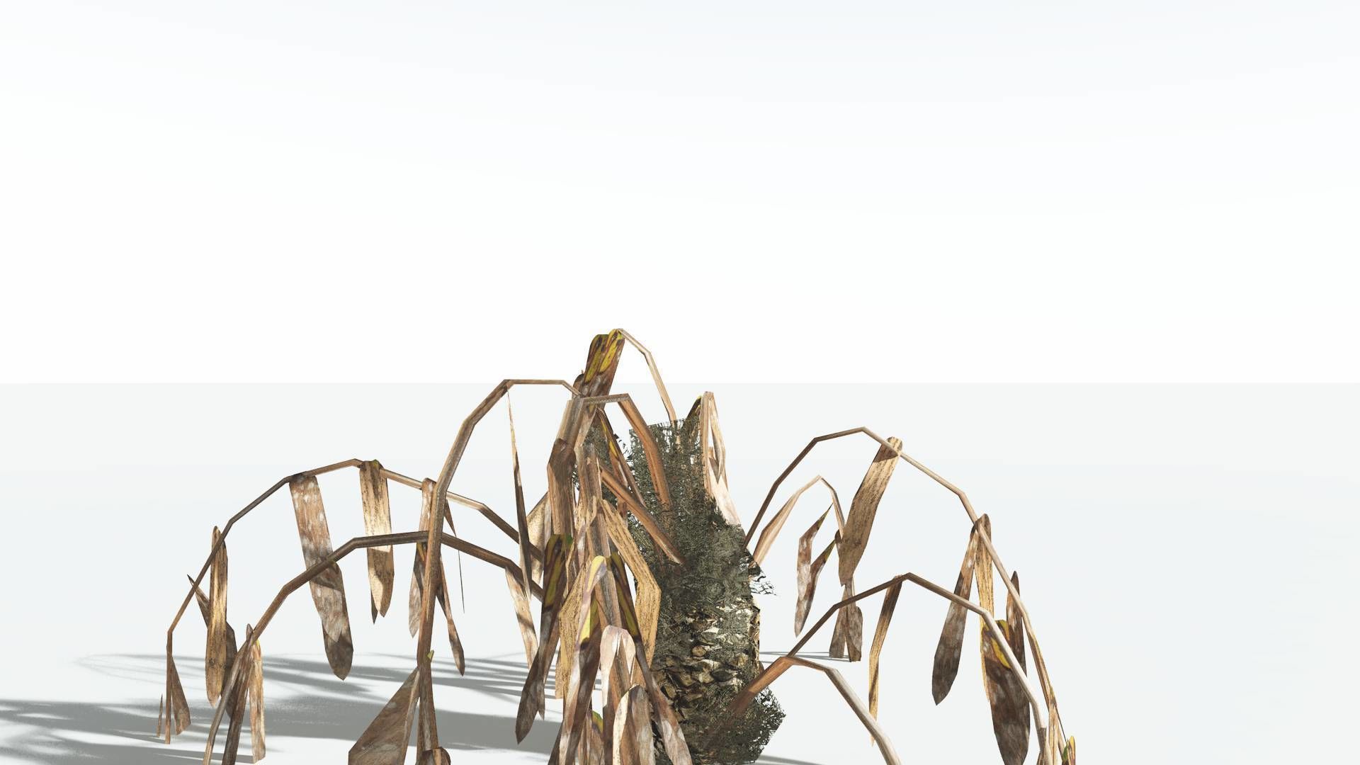 EVERYPlant Seashore Palm LowPoly 2 --12 Models-- Low-poly 3D model_13