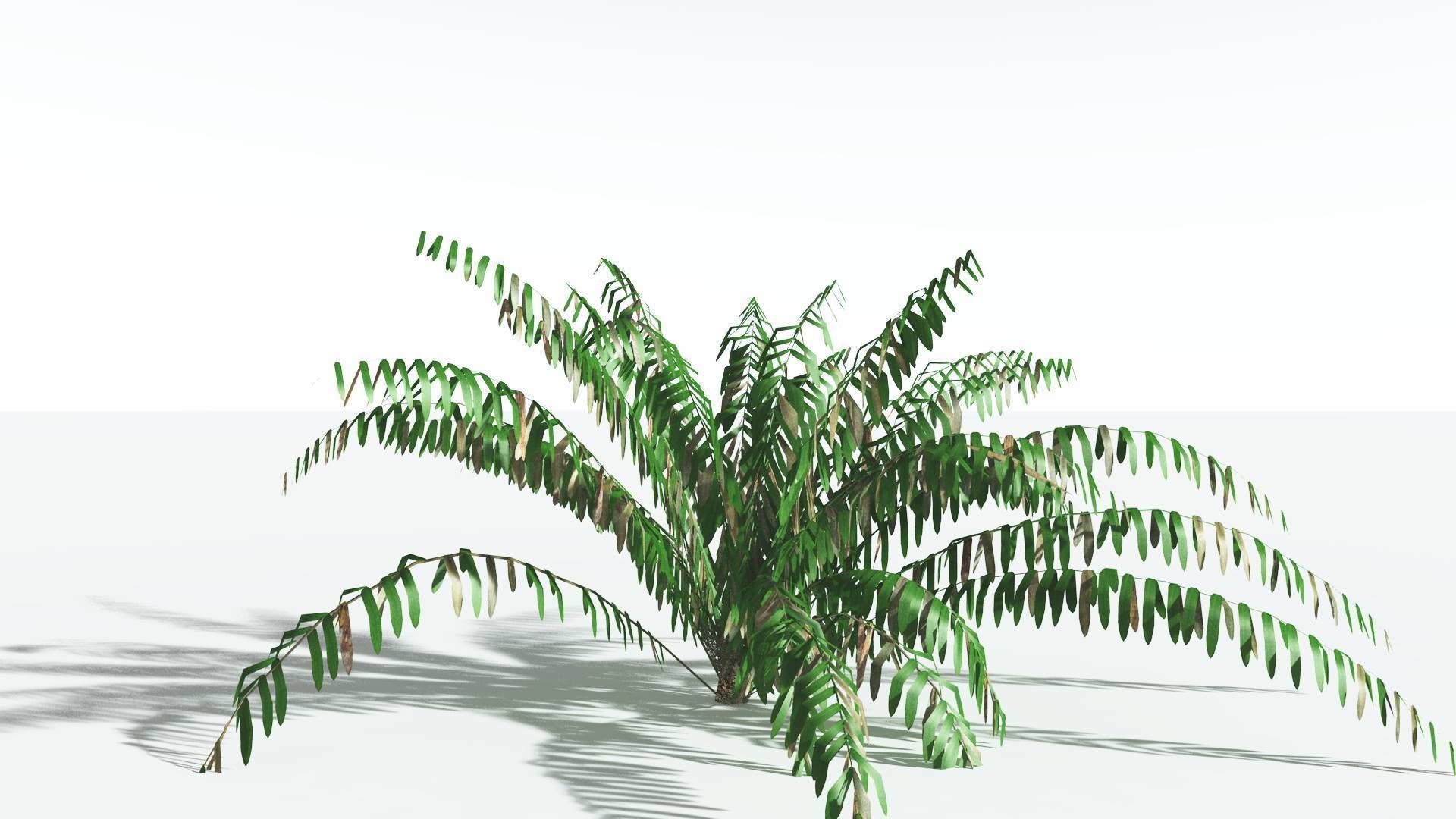 EVERYPlant Seashore Palm LowPoly 2 --12 Models-- Low-poly 3D model_8
