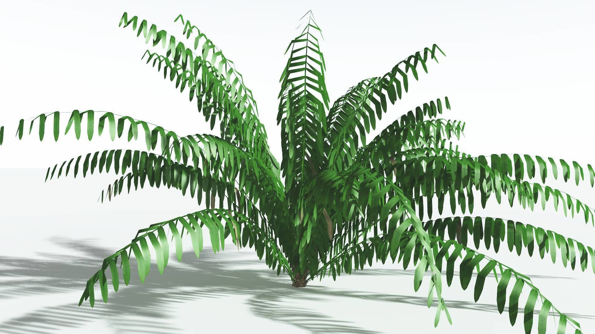 EVERYPlant Seashore Palm LowPoly 2 --12 Models-- Low-poly 3D model_14