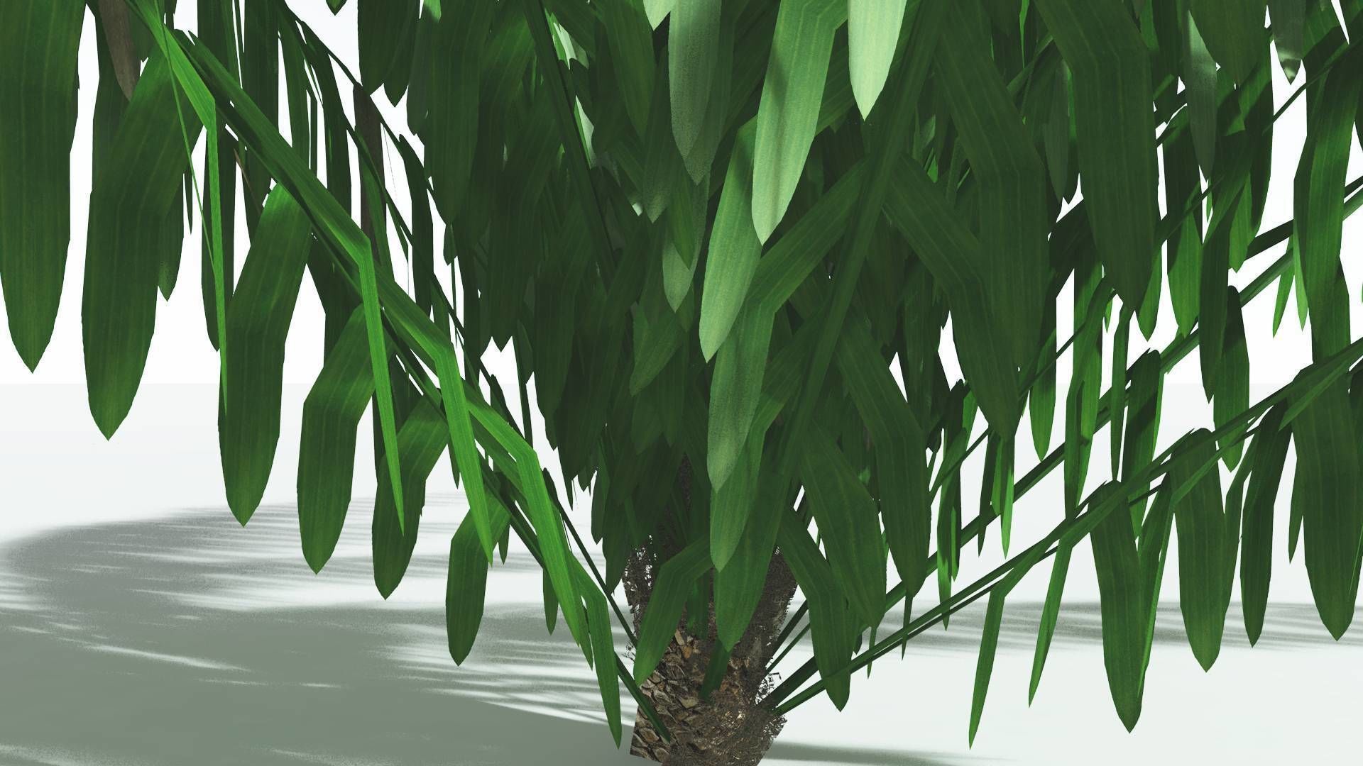 EVERYPlant Seashore Palm LowPoly 2 --12 Models-- Low-poly 3D model_15