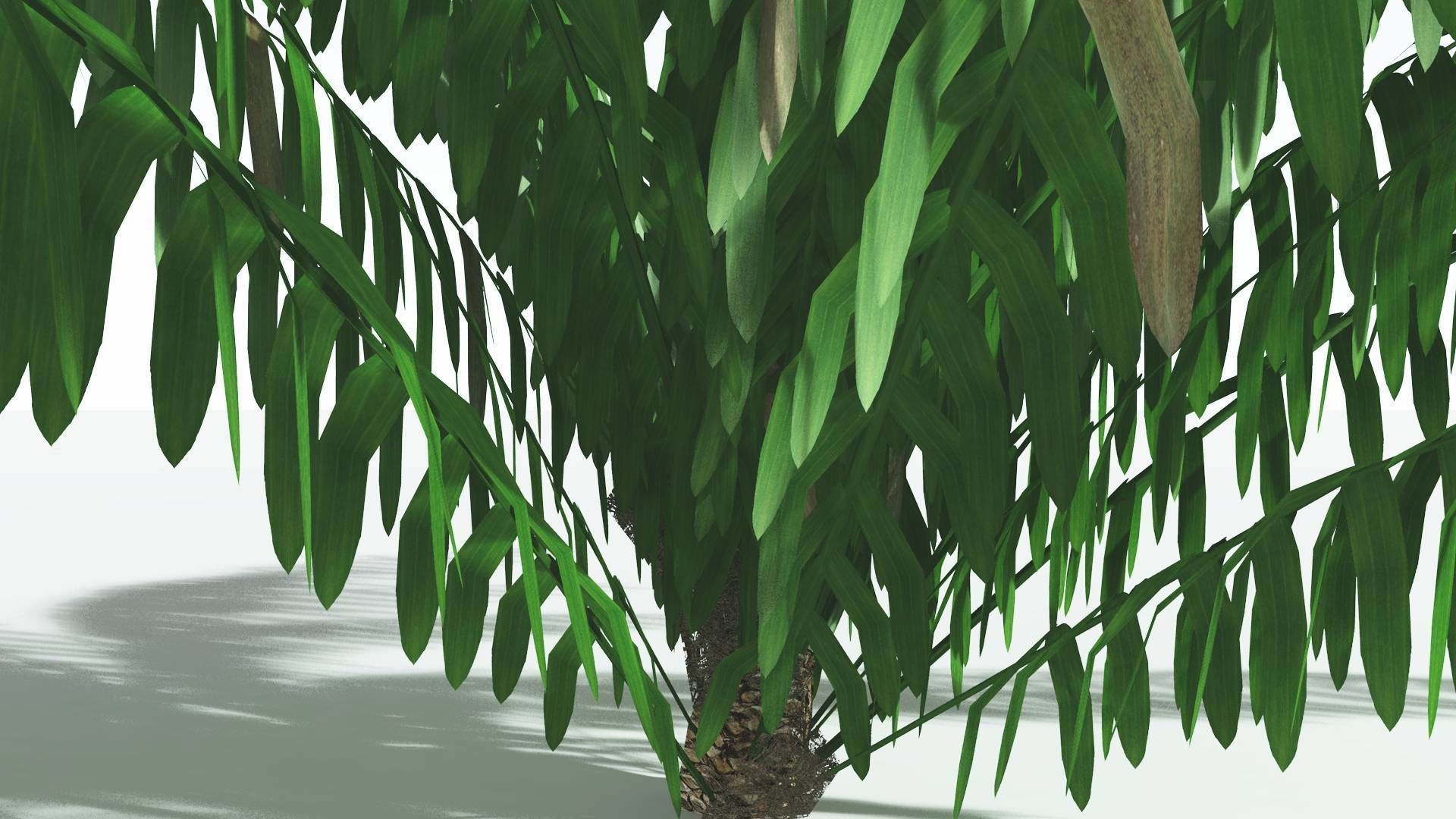 EVERYPlant Seashore Palm LowPoly 2 --12 Models-- Low-poly 3D model_25