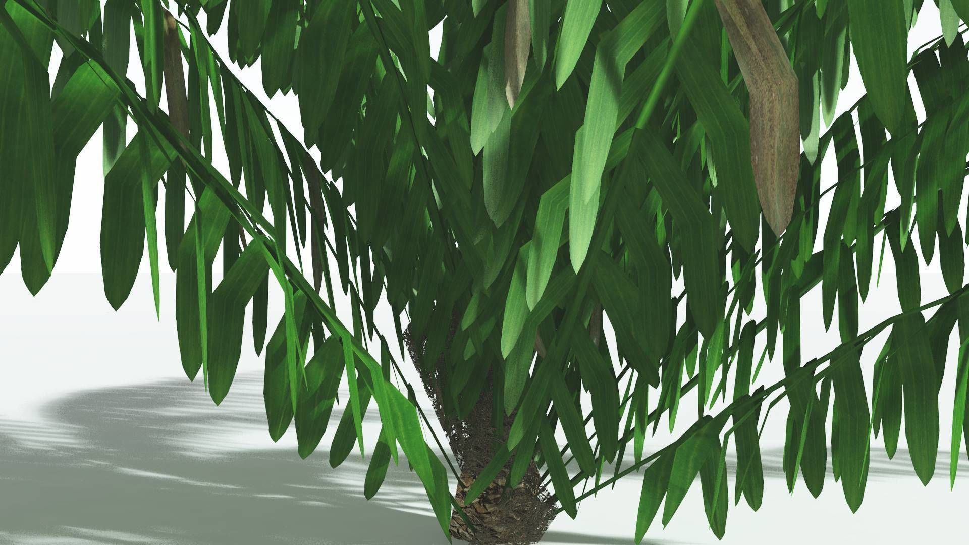 EVERYPlant Seashore Palm LowPoly 2 --12 Models-- Low-poly 3D model_27