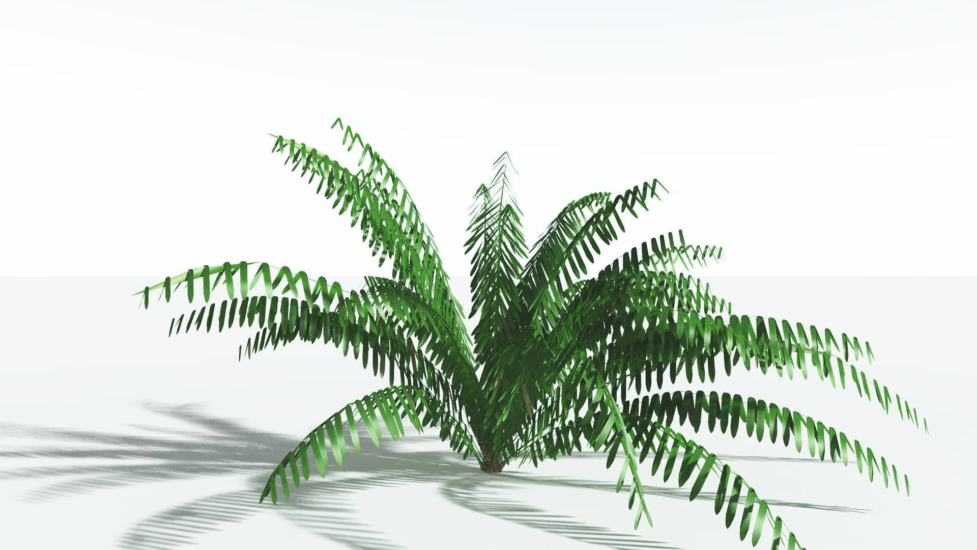 EVERYPlant Seashore Palm LowPoly 2 --12 Models-- Low-poly 3D model_22