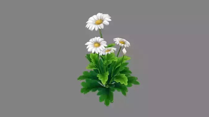 Cartoon daisies plant - white  flower  - daisy - chrysanthemum