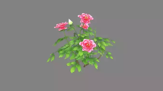 A rose plant