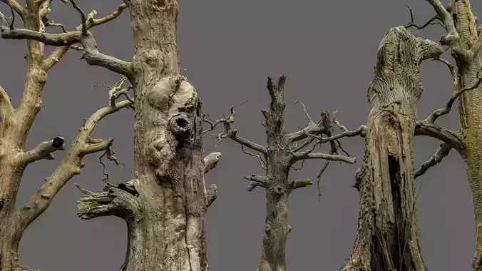 600-year-old dead oaks - ENTS Package 3D model