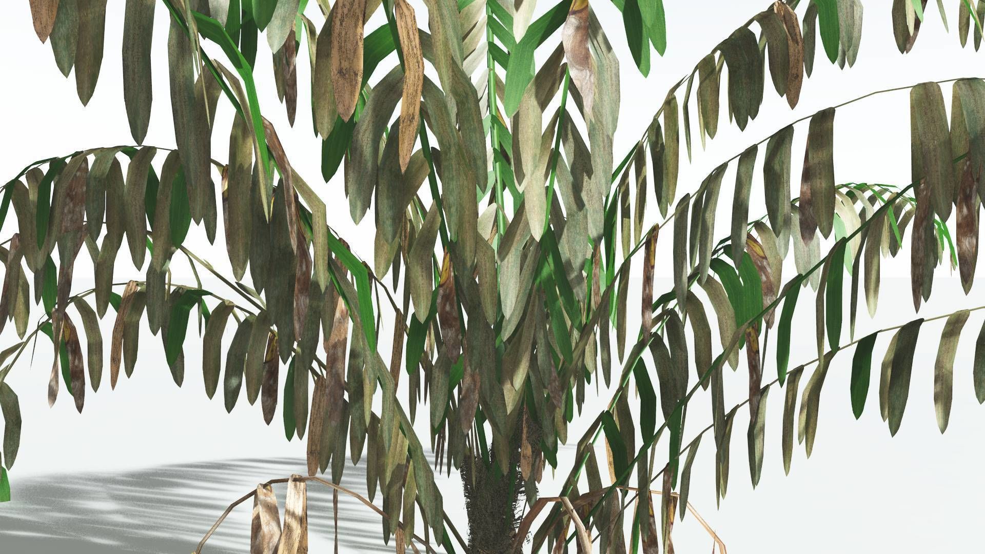 EVERYPlant Seashore Palm LowPoly 3 --12 Models-- Low-poly 3D model_11