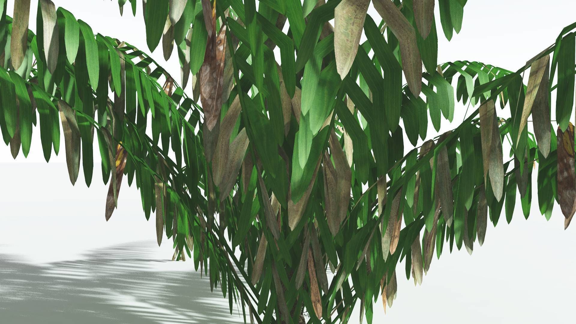 EVERYPlant Seashore Palm LowPoly 3 --12 Models-- Low-poly 3D model_9