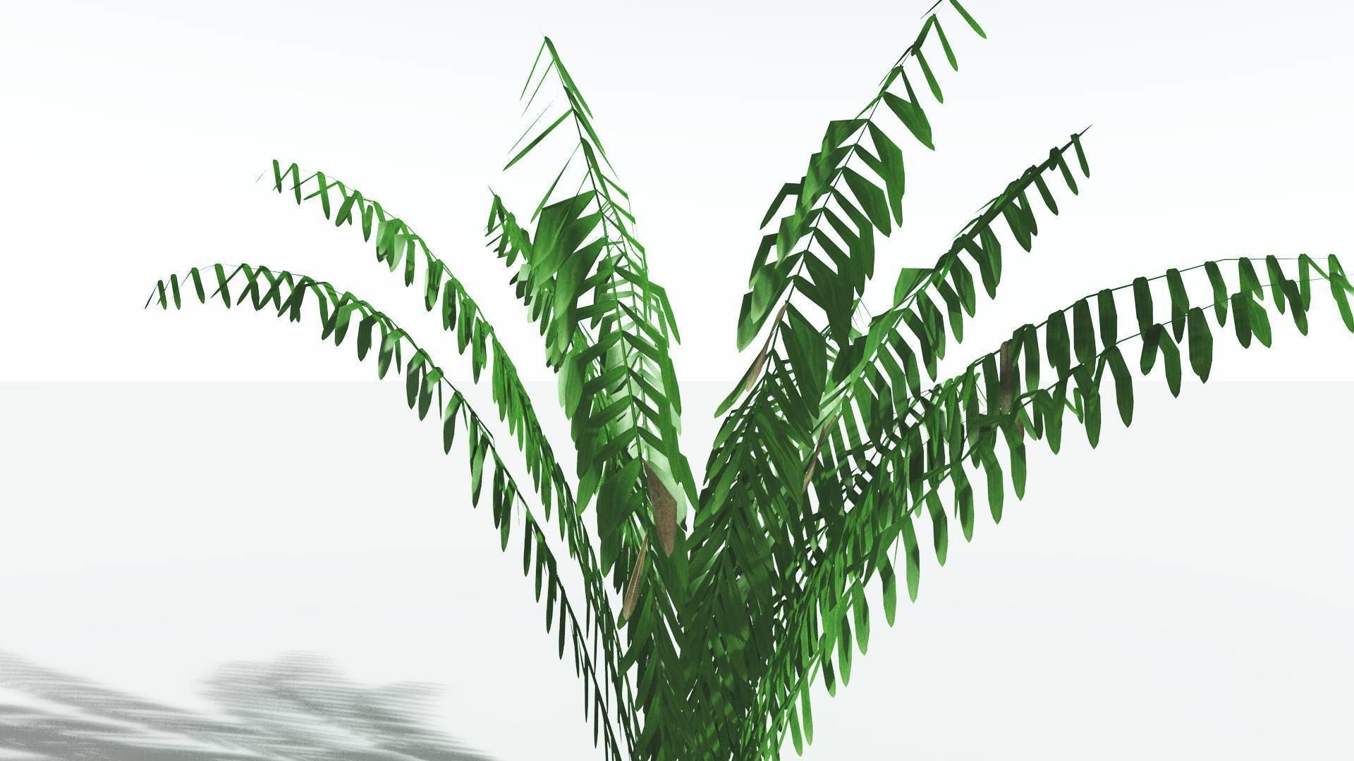 EVERYPlant Seashore Palm LowPoly 3 --12 Models-- Low-poly 3D model_19