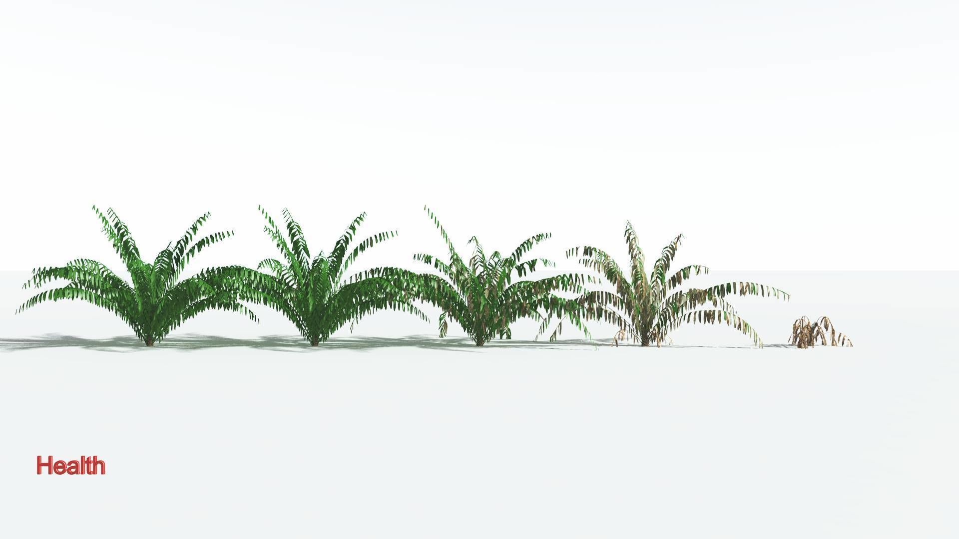 EVERYPlant Seashore Palm LowPoly 3 --12 Models-- Low-poly 3D model_1