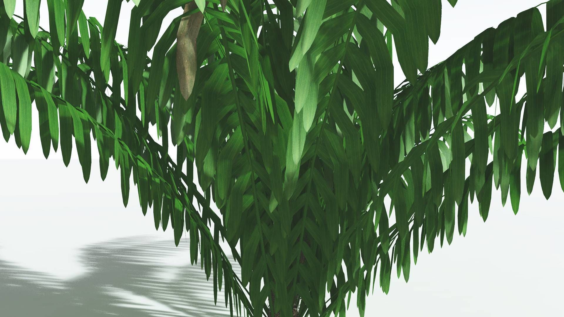 EVERYPlant Seashore Palm LowPoly 3 --12 Models-- Low-poly 3D model_25