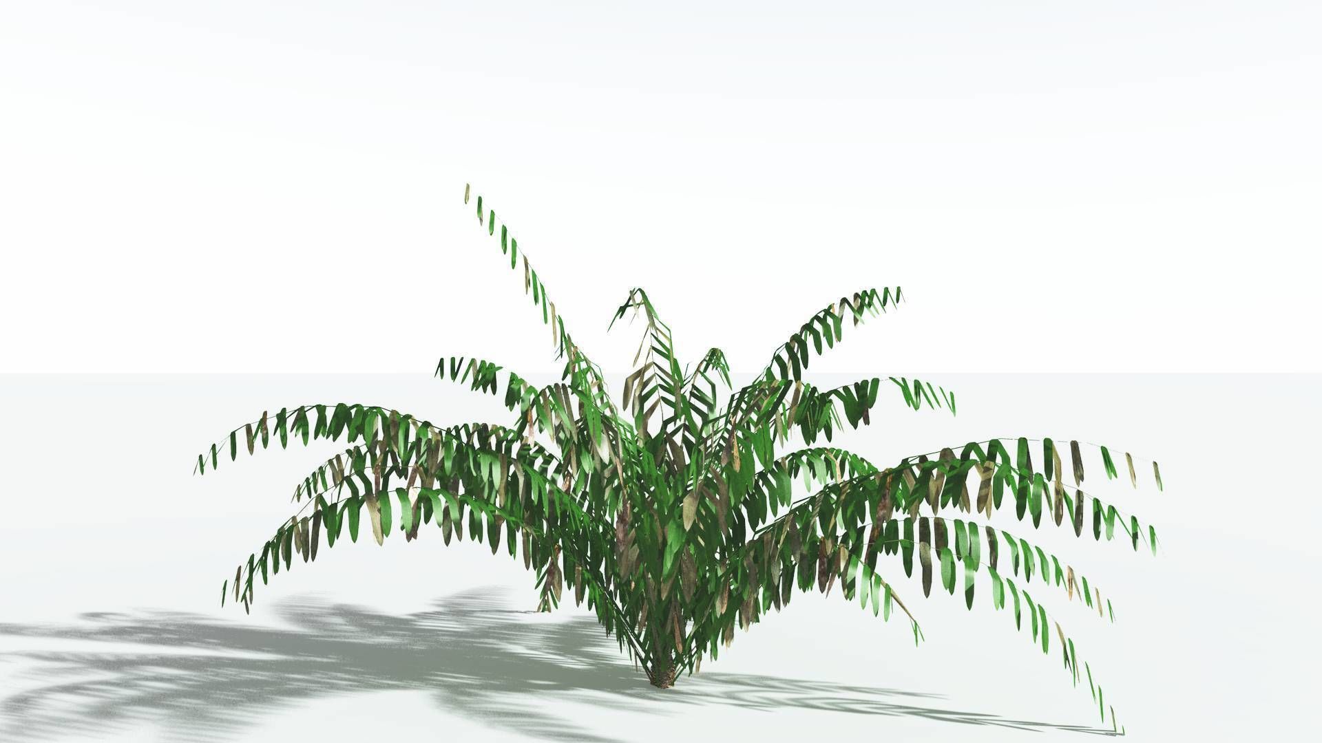 EVERYPlant Seashore Palm LowPoly 3 --12 Models-- Low-poly 3D model_8