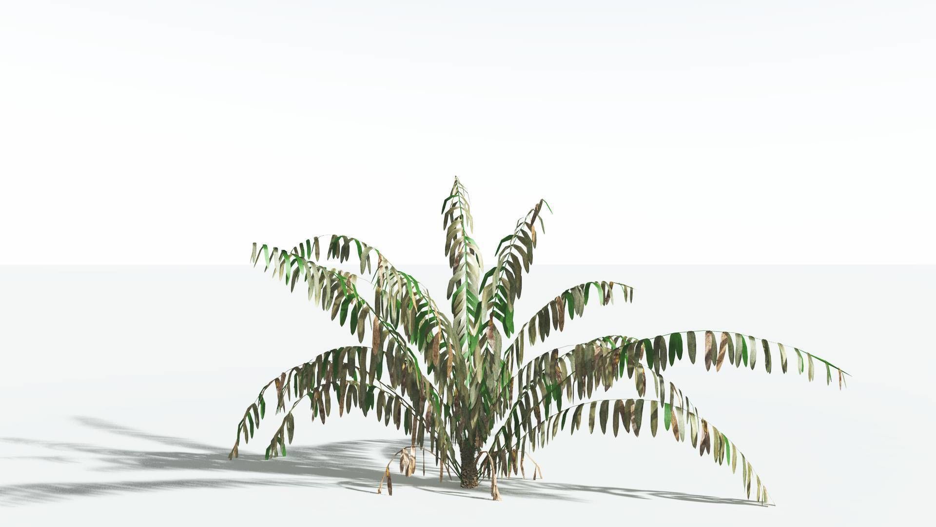 EVERYPlant Seashore Palm LowPoly 3 --12 Models-- Low-poly 3D model_10