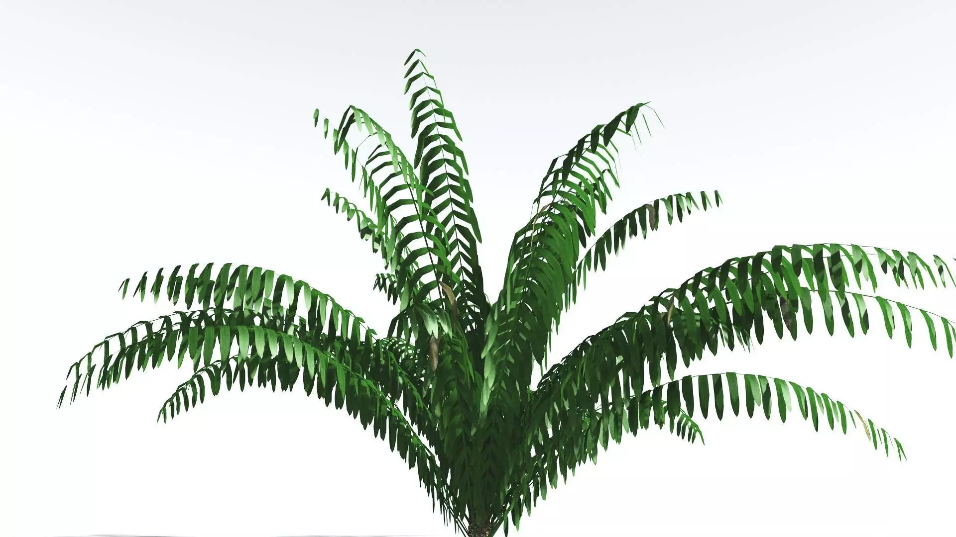 EVERYPlant Seashore Palm LowPoly 3 --12 Models-- Low-poly 3D model_0