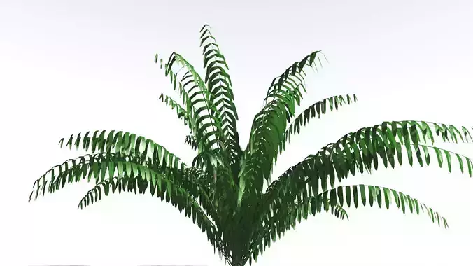 EVERYPlant Seashore Palm LowPoly 3 --12 Models-- Low-poly 3D model