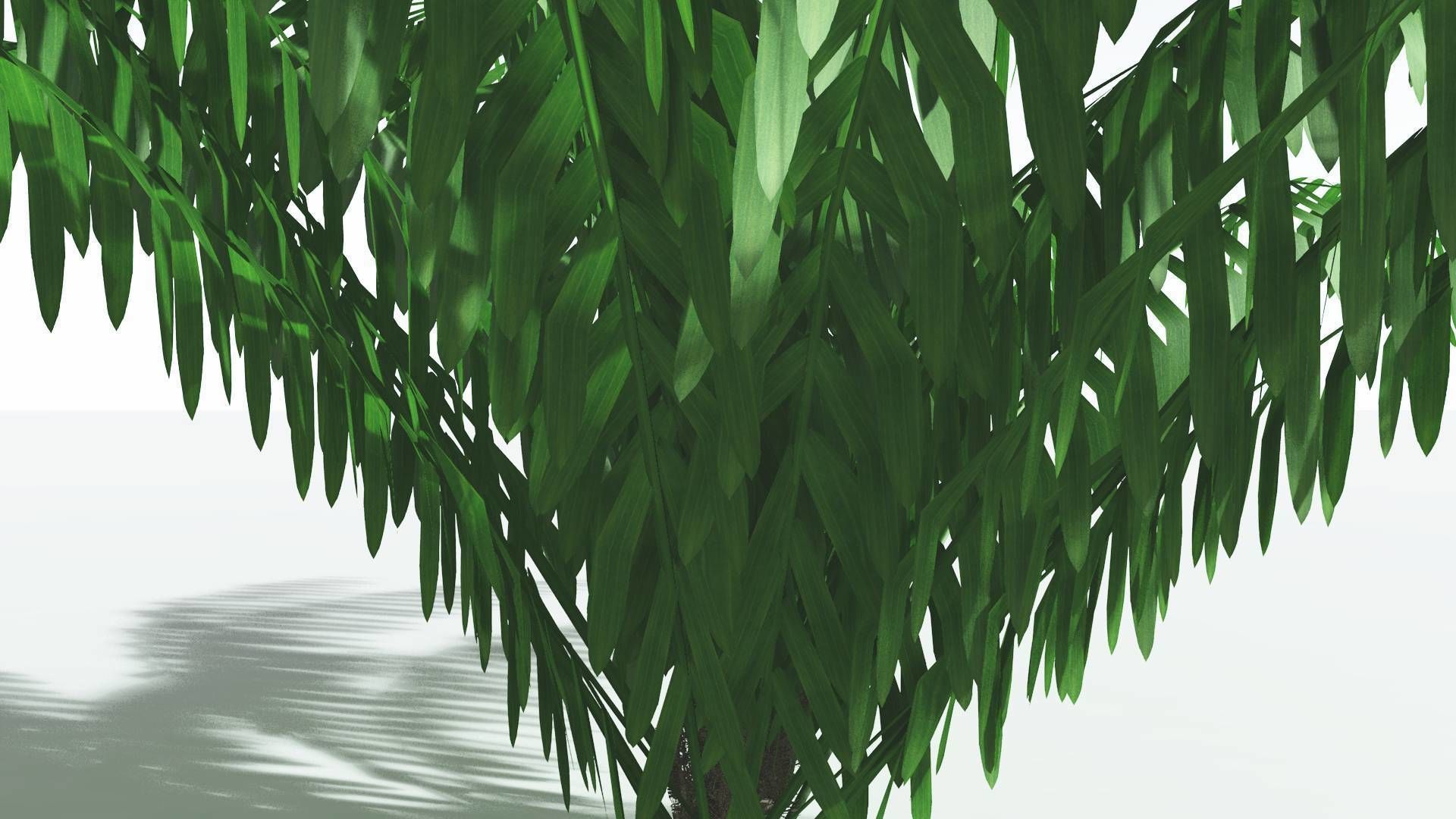 EVERYPlant Seashore Palm LowPoly 3 --12 Models-- Low-poly 3D model_15
