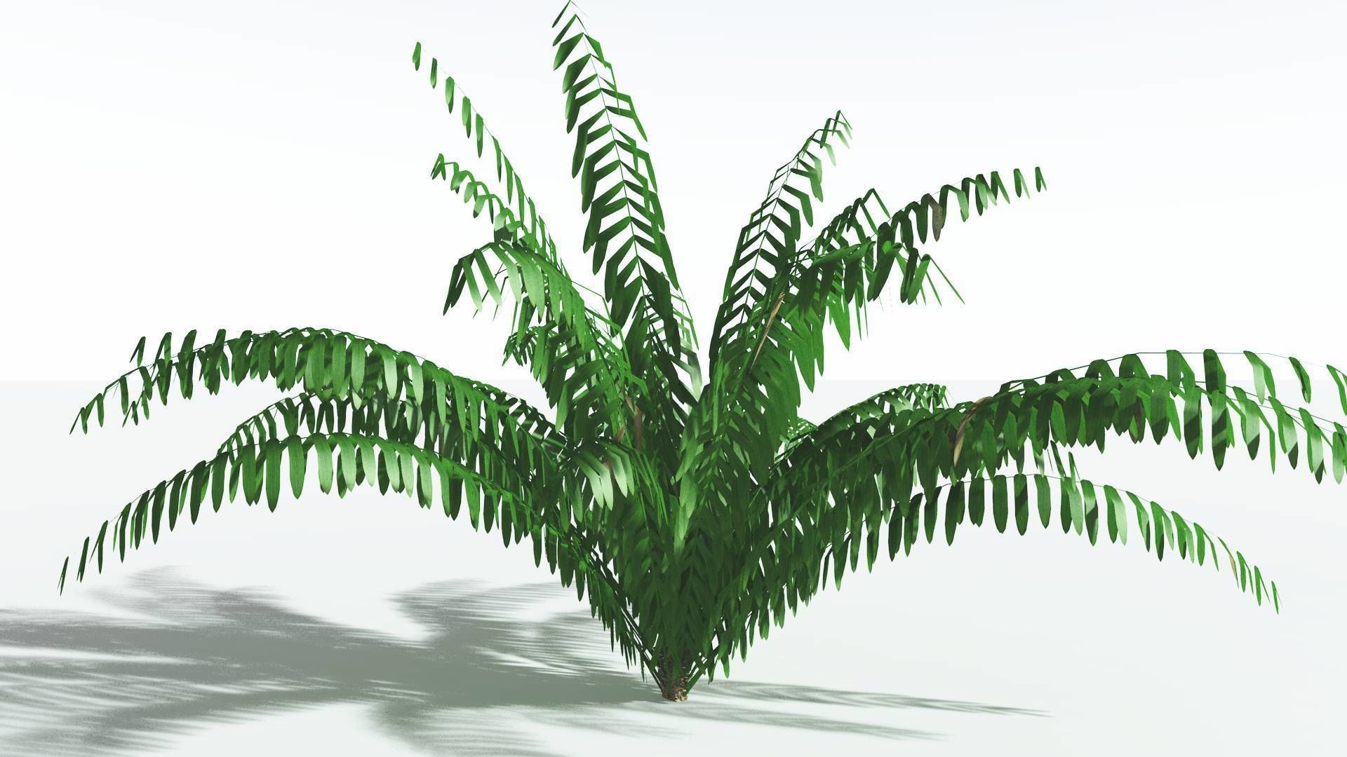 EVERYPlant Seashore Palm LowPoly 3 --12 Models-- Low-poly 3D model_14