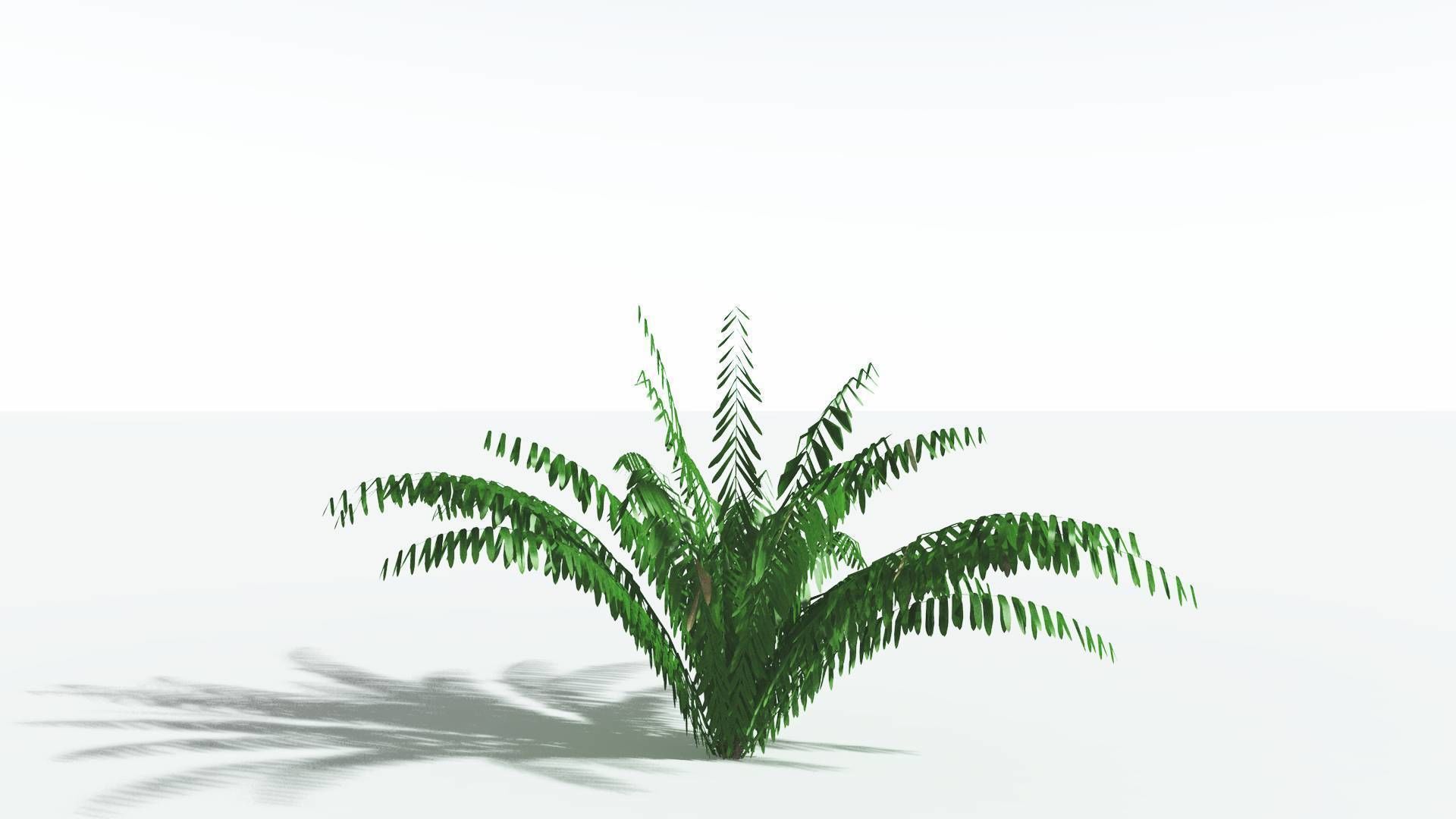 EVERYPlant Seashore Palm LowPoly 3 --12 Models-- Low-poly 3D model_16