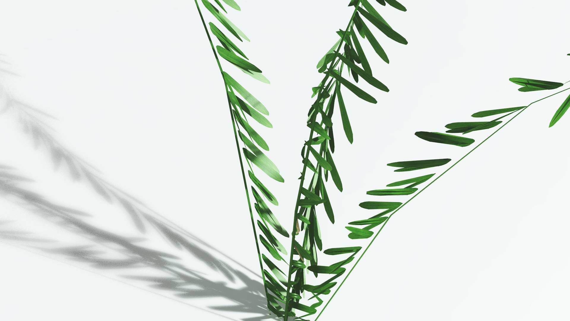 EVERYPlant Seashore Palm LowPoly 3 --12 Models-- Low-poly 3D model_21