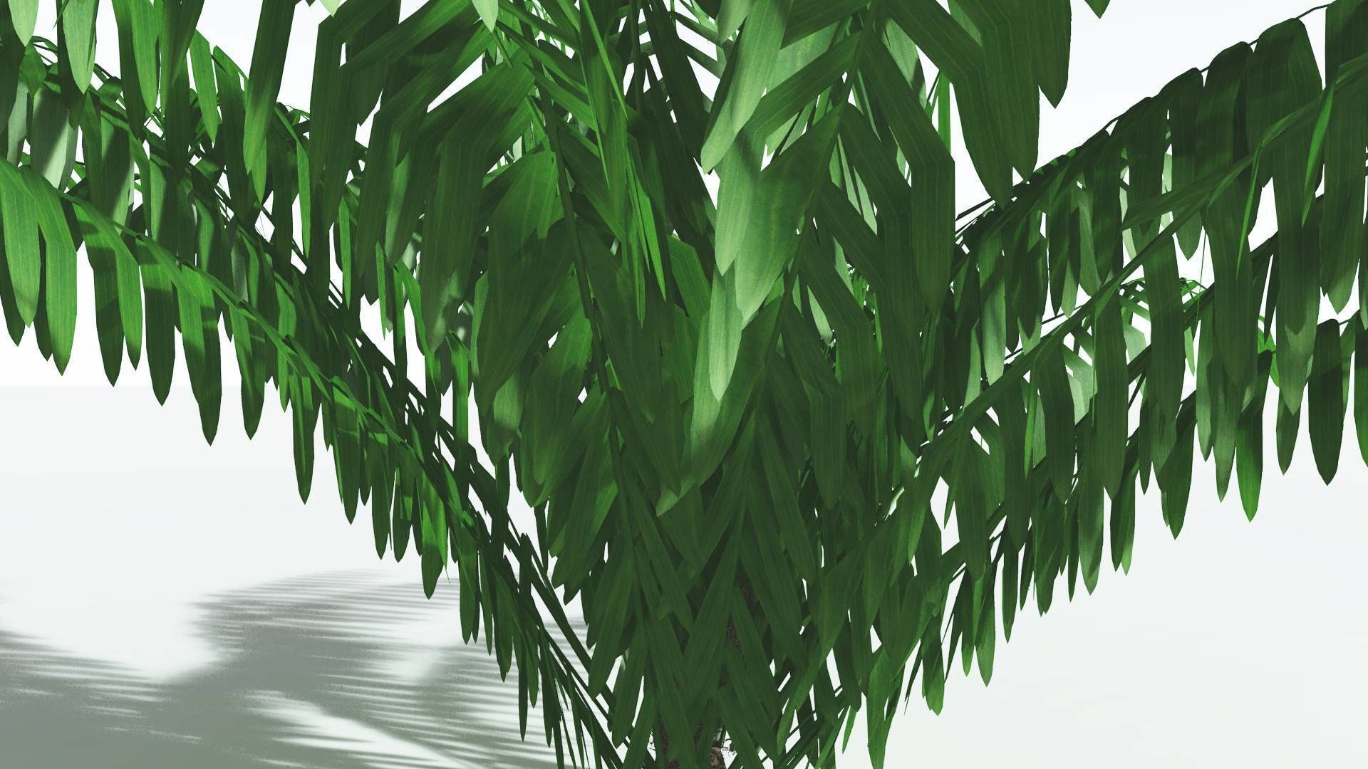 EVERYPlant Seashore Palm LowPoly 3 --12 Models-- Low-poly 3D model_7