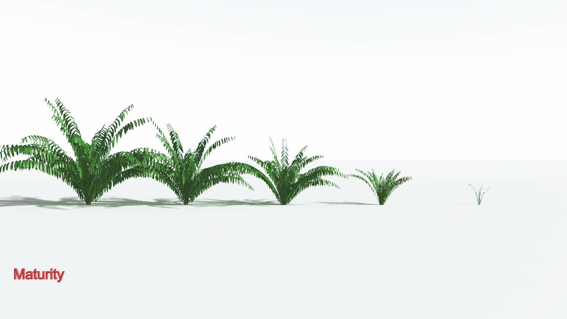 EVERYPlant Seashore Palm LowPoly 3 --12 Models-- Low-poly 3D model_2