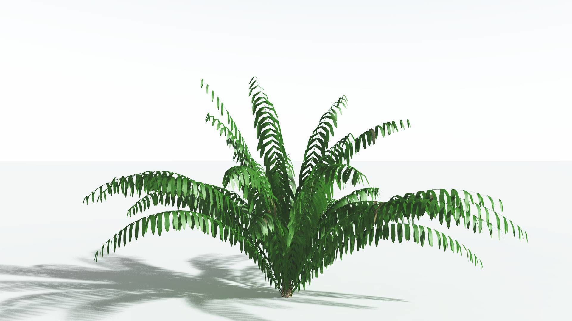 EVERYPlant Seashore Palm LowPoly 3 --12 Models-- Low-poly 3D model_24
