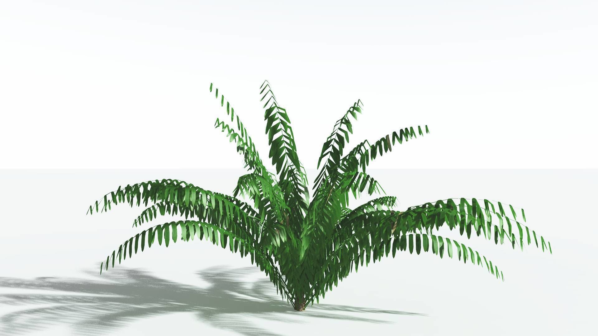 EVERYPlant Seashore Palm LowPoly 3 --12 Models-- Low-poly 3D model_26