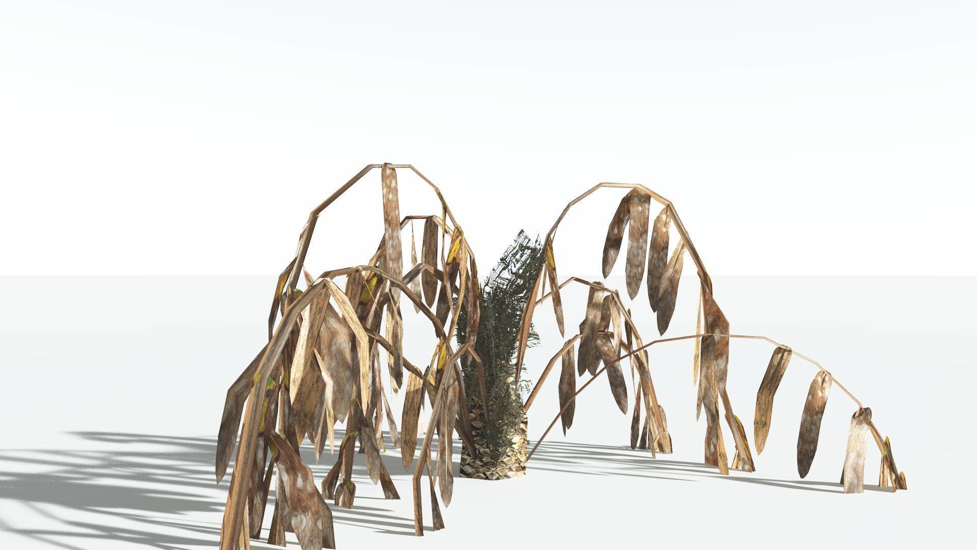 EVERYPlant Seashore Palm LowPoly 3 --12 Models-- Low-poly 3D model_13