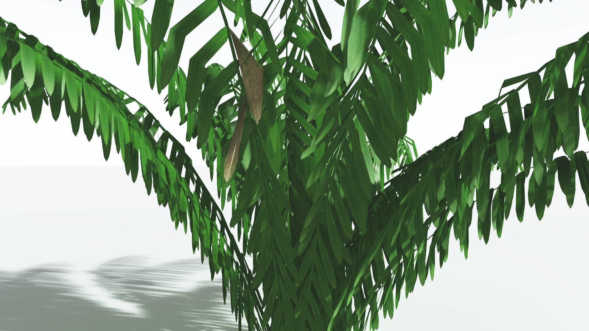 EVERYPlant Seashore Palm LowPoly 3 --12 Models-- Low-poly 3D model_17
