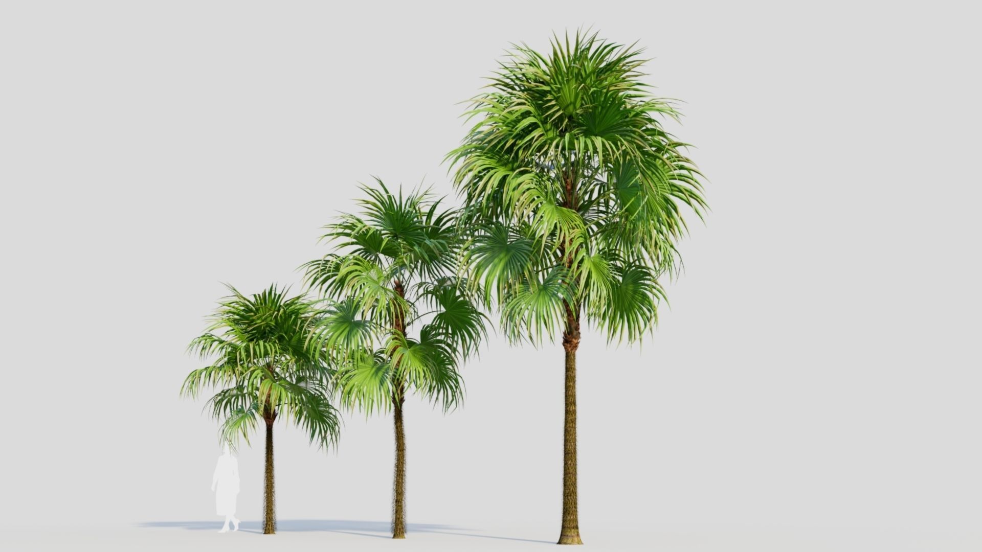 Cryosophila a 3D model_1