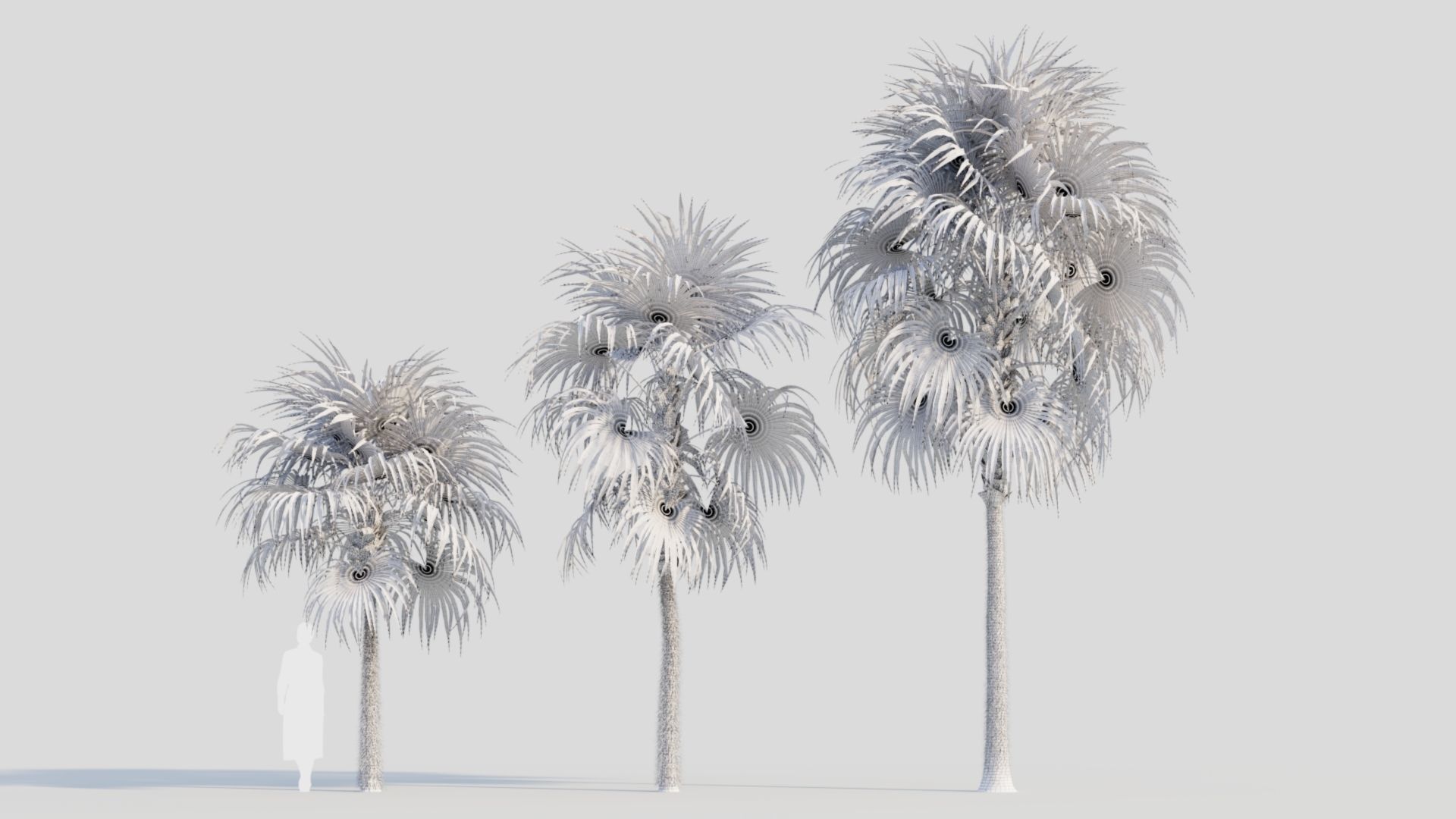 Cryosophila a 3D model_8