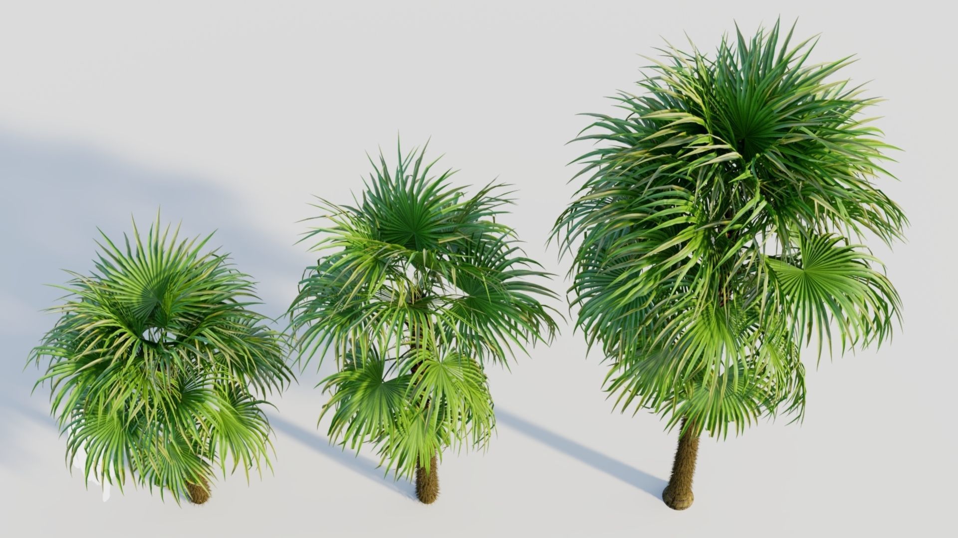 Cryosophila a 3D model_2