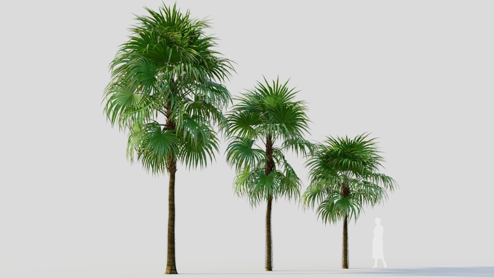 Cryosophila a 3D model_4