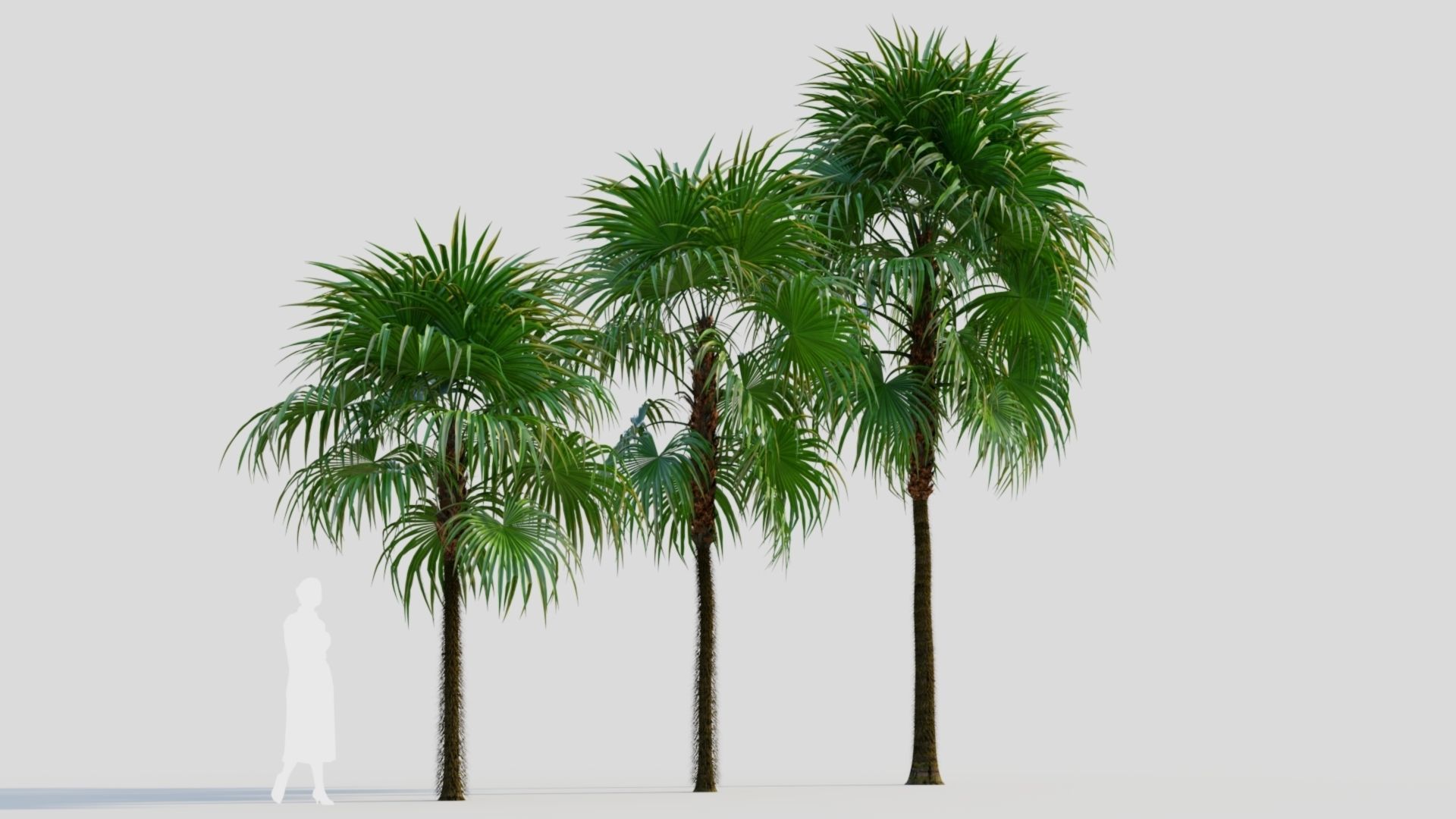 Cryosophila a 3D model_3