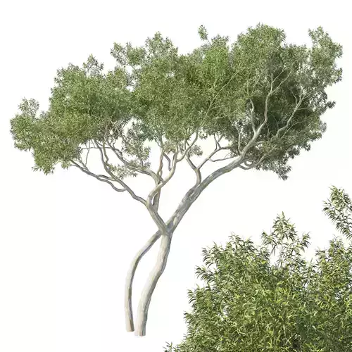 Eucalyptus Tree
