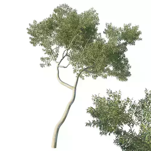 Eucalyptus Tree 03