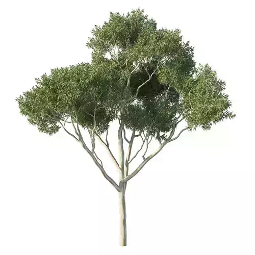 Eucalyptus Tree 04