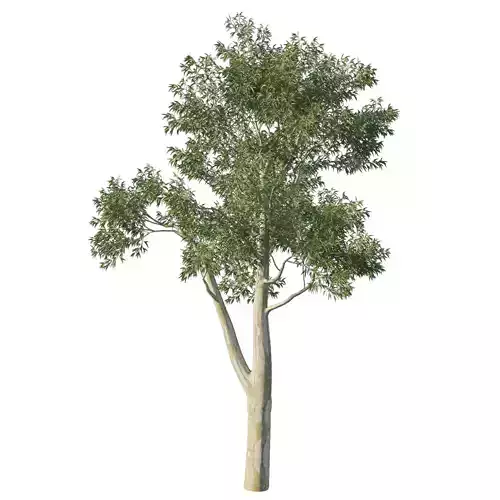 Eucalyptus Tree 05