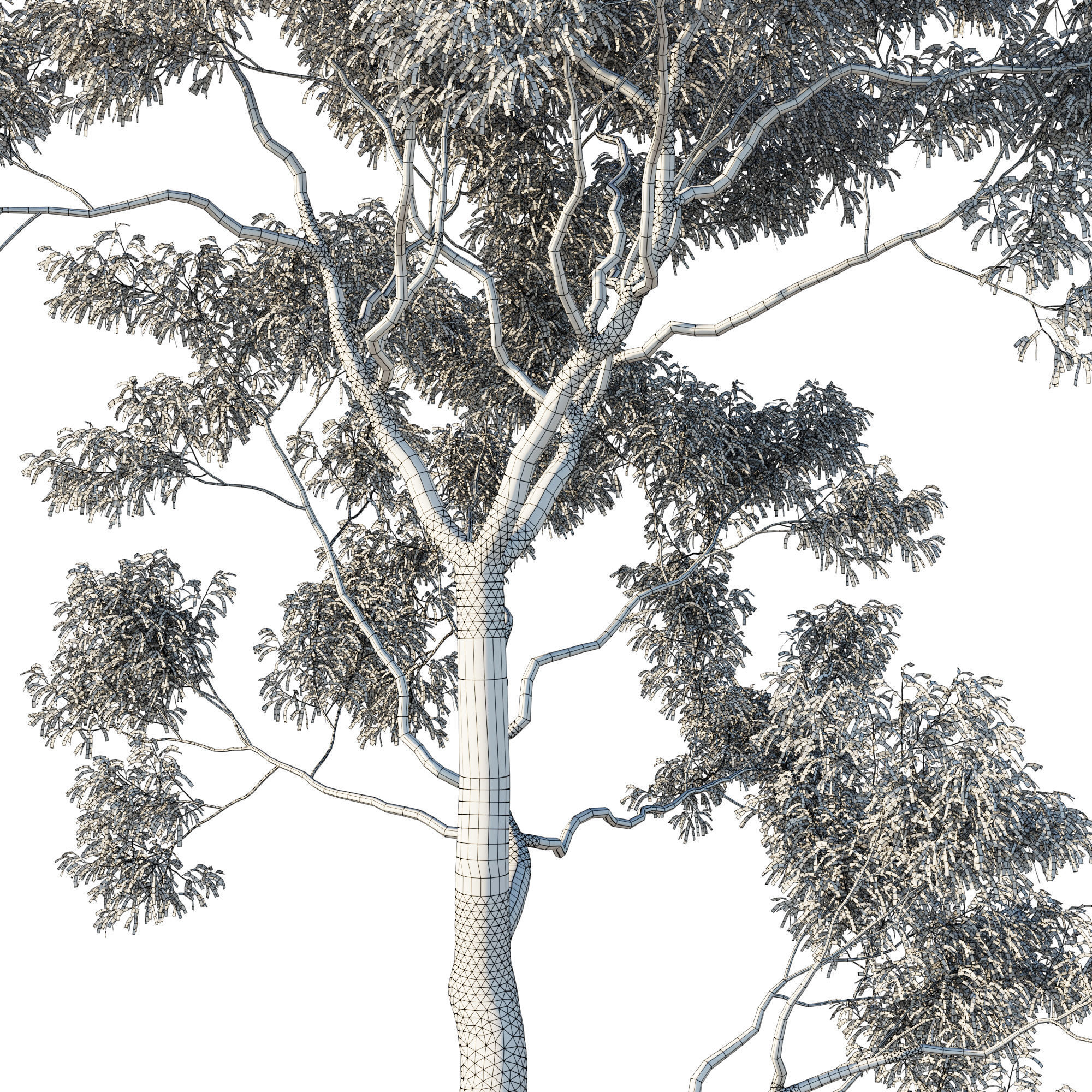 Eucalyptus Tree 08 3D model_1