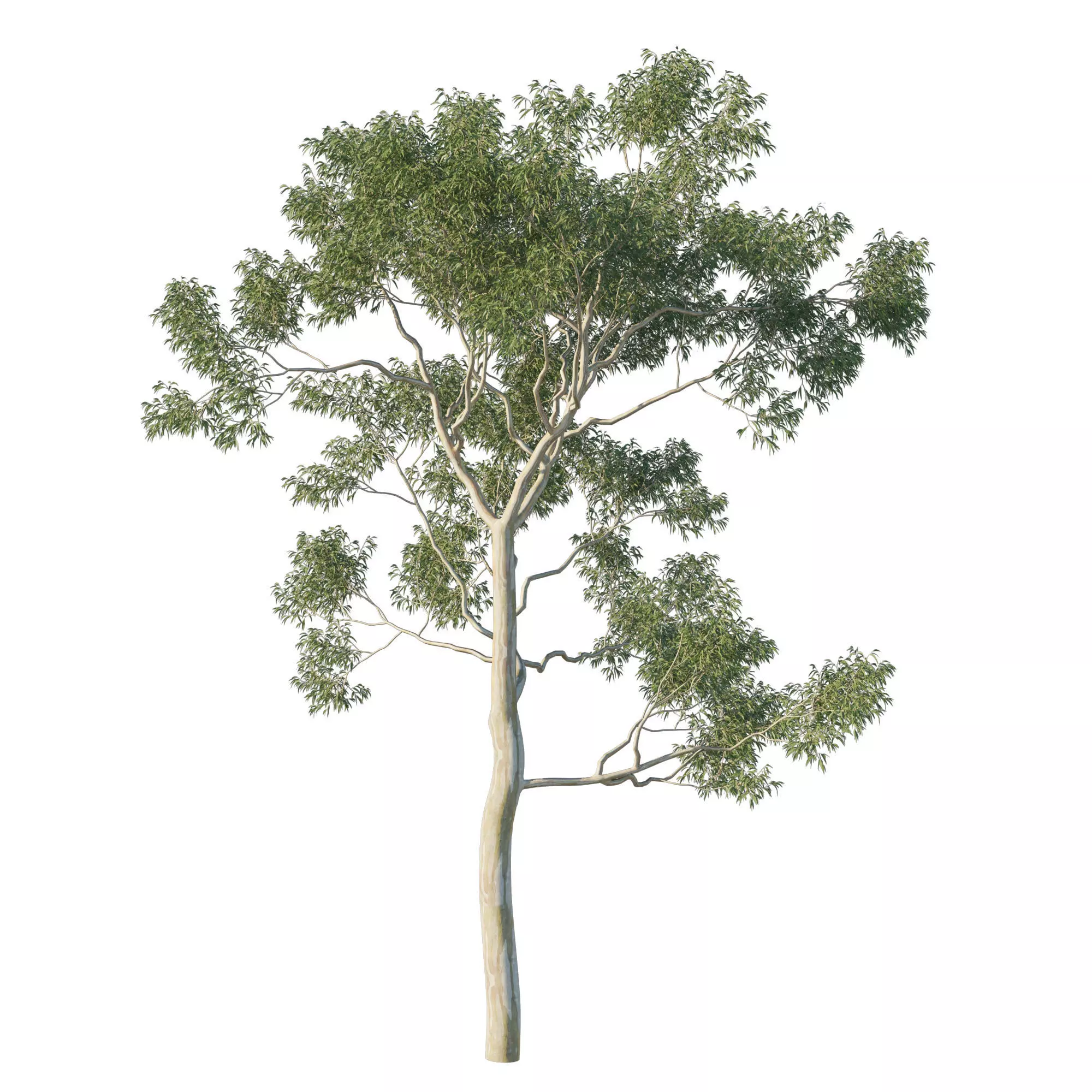 Eucalyptus Tree 08 3D model_0