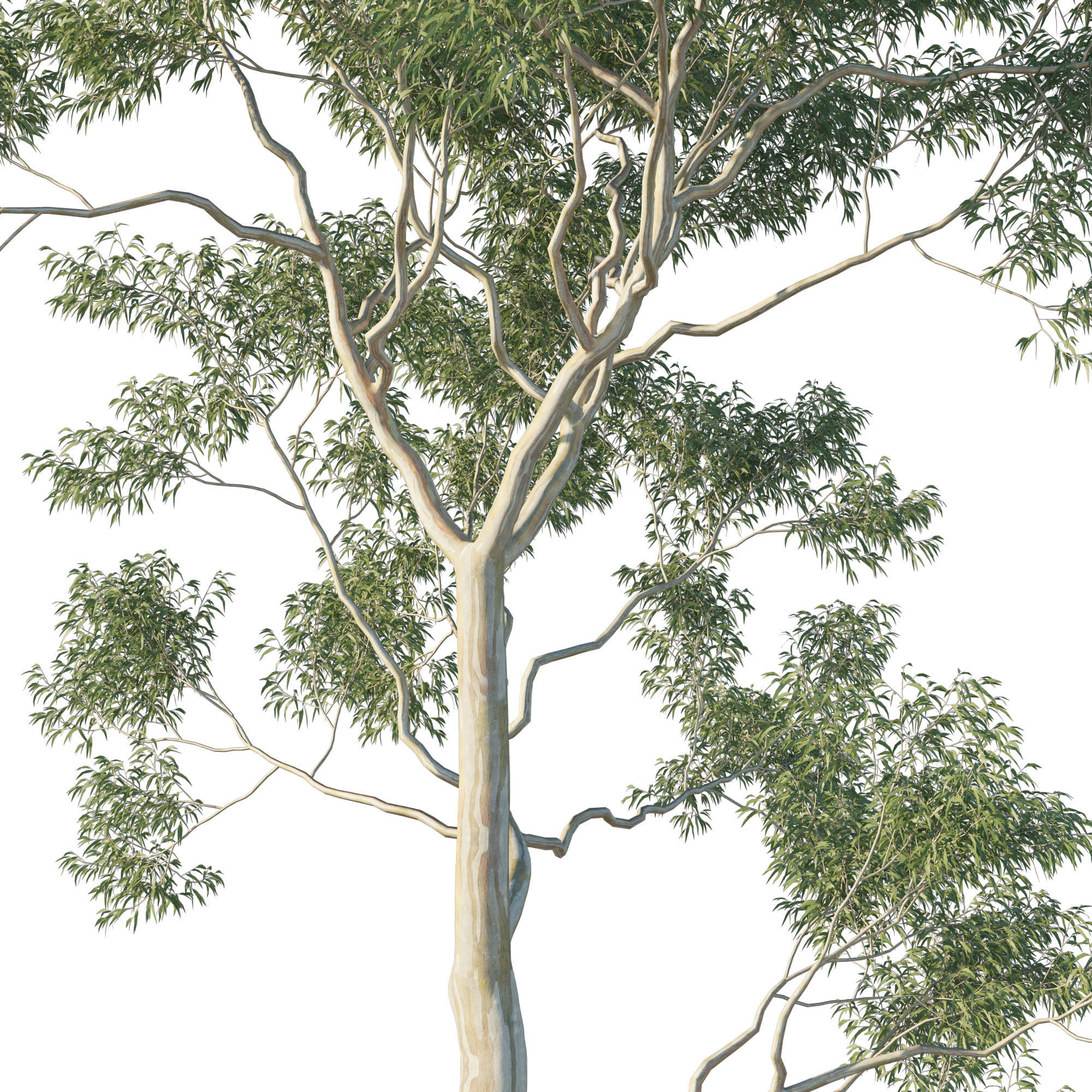 Eucalyptus Tree 08 3D model_2