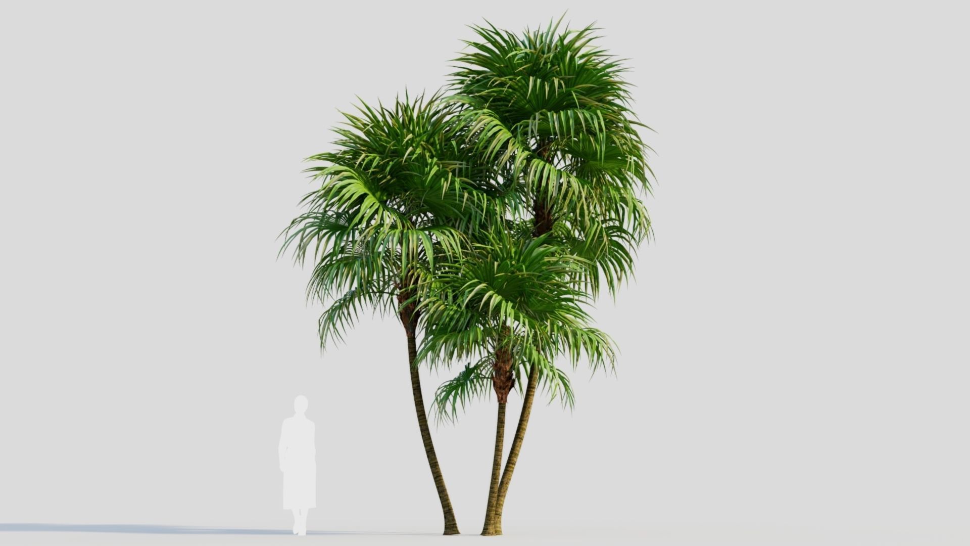 Cryosophila b 3D model_6