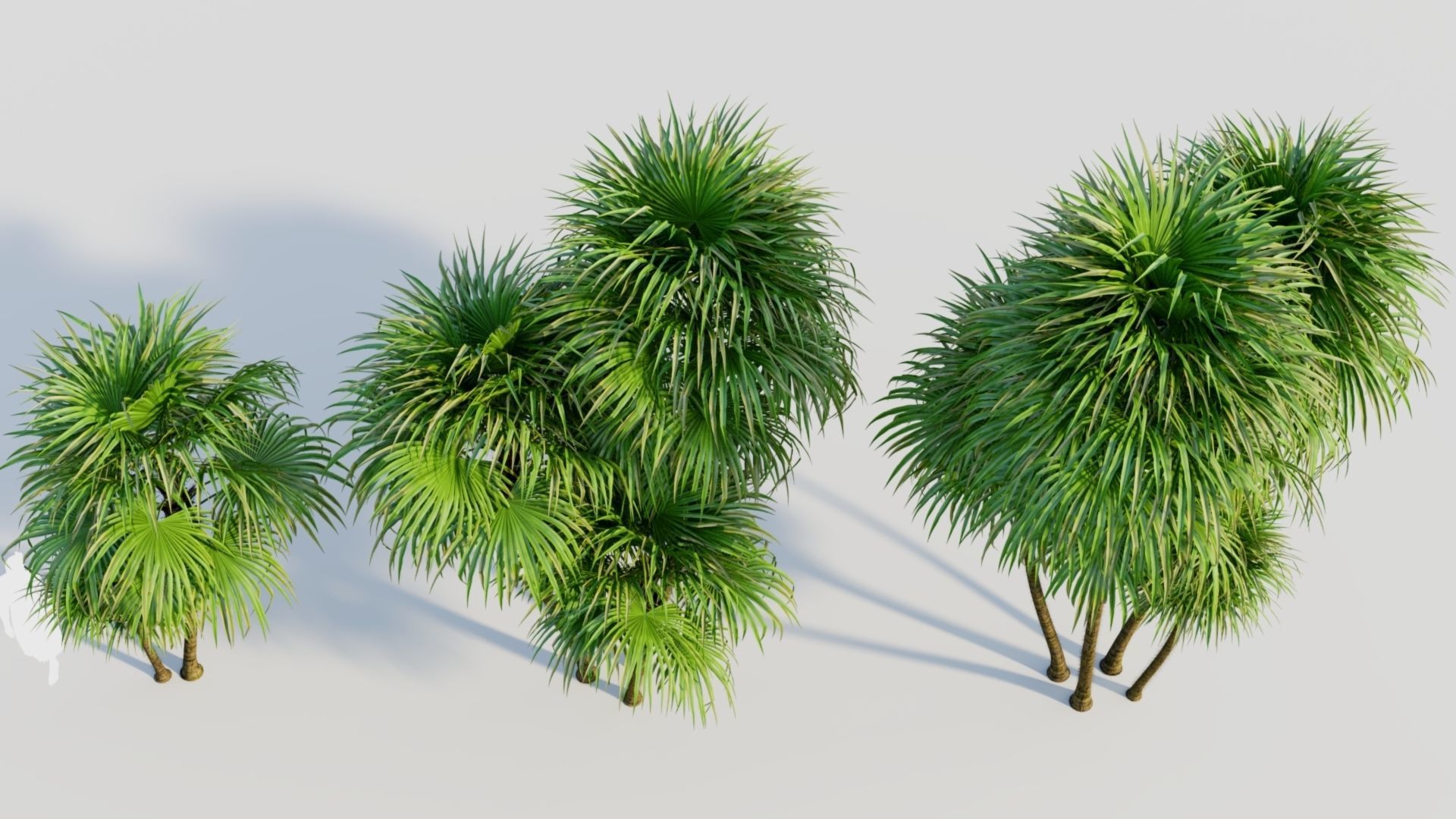 Cryosophila b 3D model_2