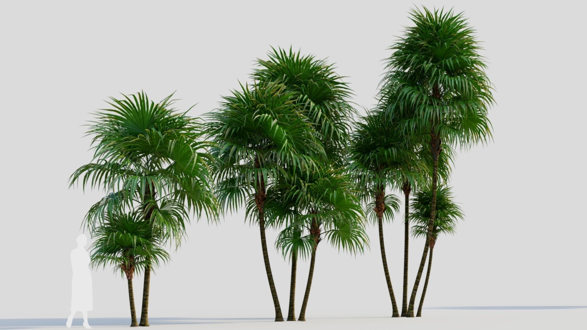 Cryosophila b 3D model_3