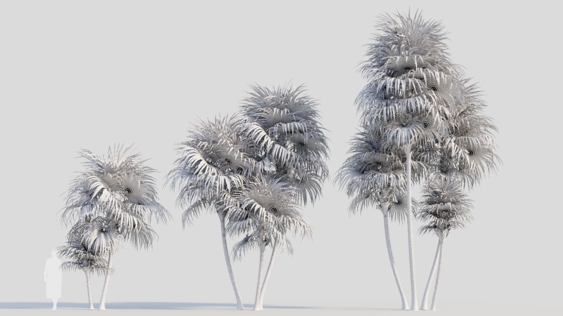 Cryosophila b 3D model_8